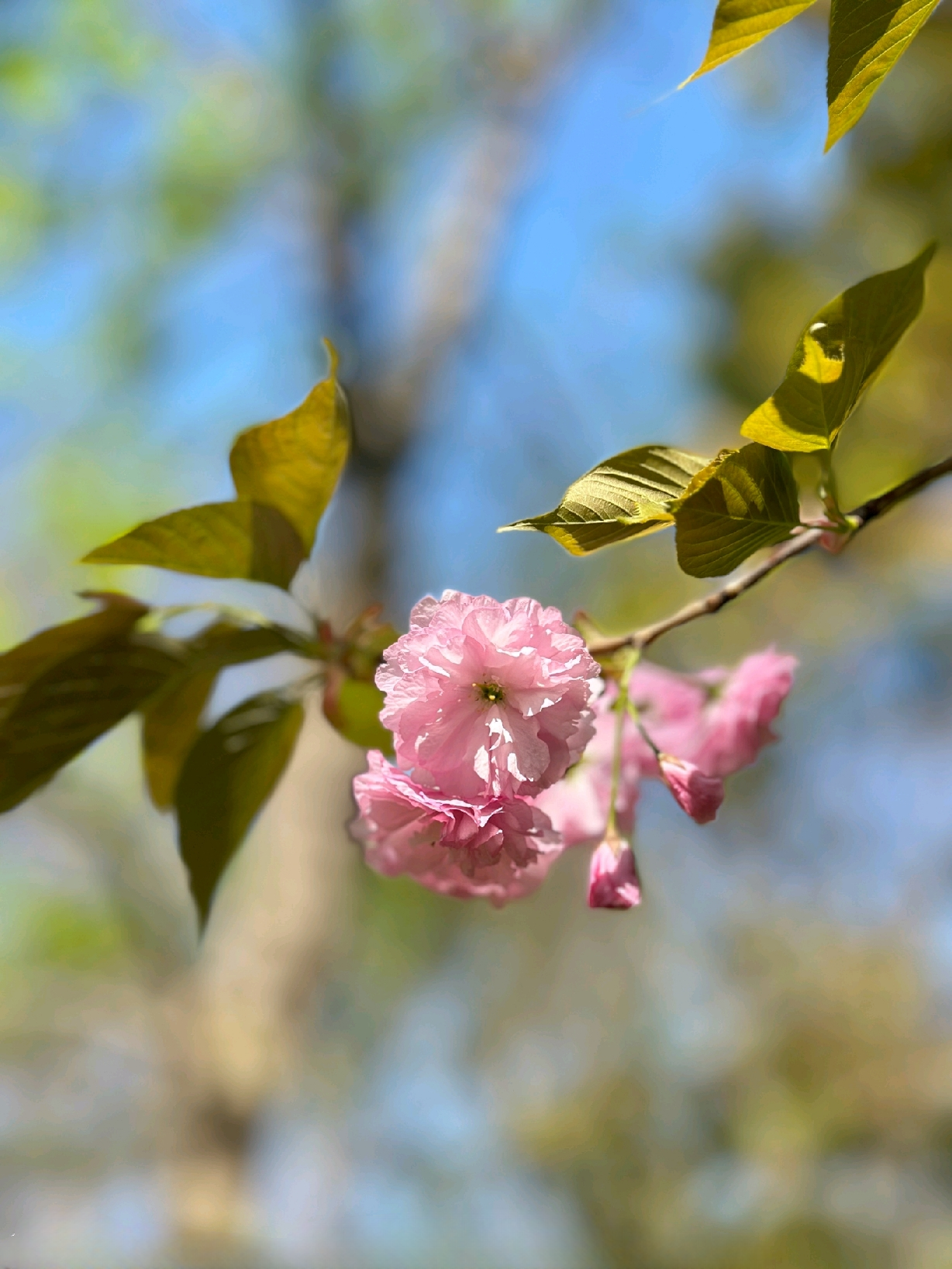 包含大阪樱花士气大振,欲继续进军的词条 包含大阪樱花士气大振,欲继续进军的词条